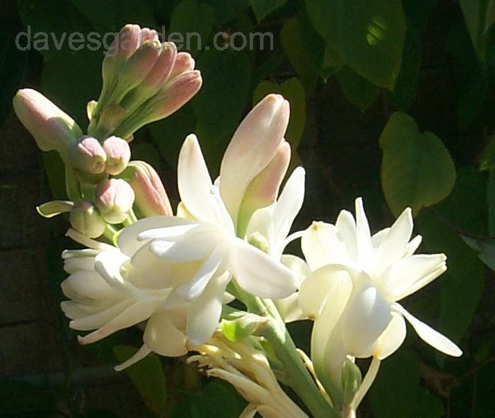 Tuberose